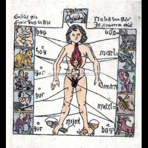 ZODIACO ORGANOS CUERPO HUMANO 1