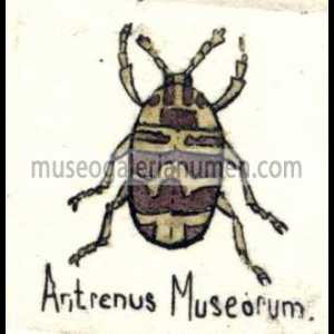 ANHERUS MUSEORUM