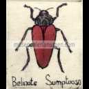 BELINOTE SUMPTUOSO