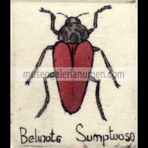 BELINOTE SUMPTUOSO