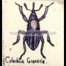 CALANDRIA GRANARIA