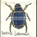 DYSTICUS LATISSMUS