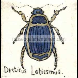 DYSTICUS LATISSMUS