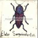 ELATER SANGUINOLIENTUS