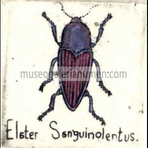 ELATER SANGUINOLIENTUS