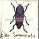 ELATER SANGUINOLIENTUS