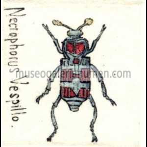 NECROPHORUS VESPILLO