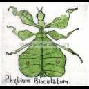 PHYLLIUM BLOCULATUM