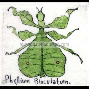 PHYLLIUM BLOCULATUM