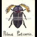 PTELINUS PEOTICORNIS