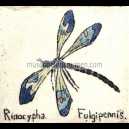 RINOCYPHA FULGIPENNIS