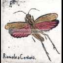 ROMALEA CENTURIA