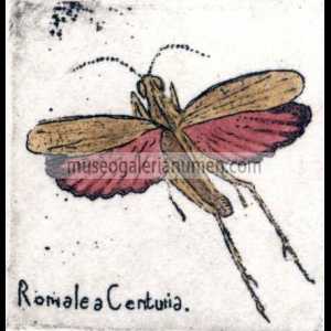 ROMALEA CENTURIA