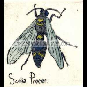 SCOLIA PROCER