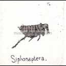 SIPHONAPTERA