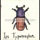 YPS TYPOGRAPHUS