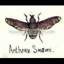 ANTHRAX SIMSONI
